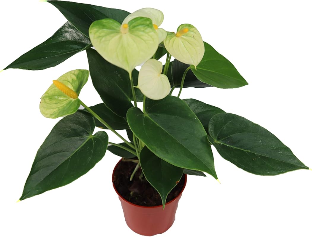 White Anthurium Plant