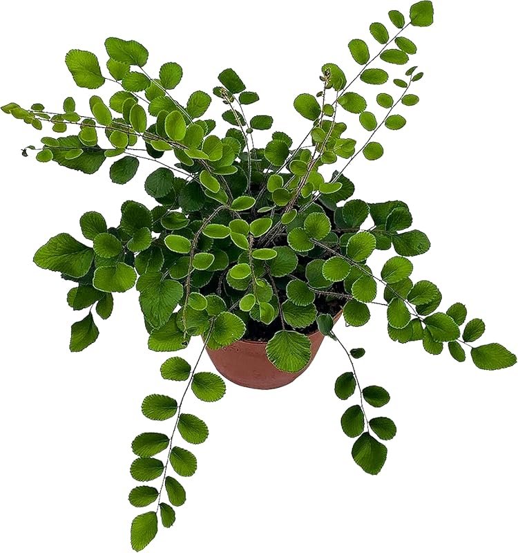 BubbleBlooms Button Fern Pellaea Rotundifolia in a Four Inch Pot for L