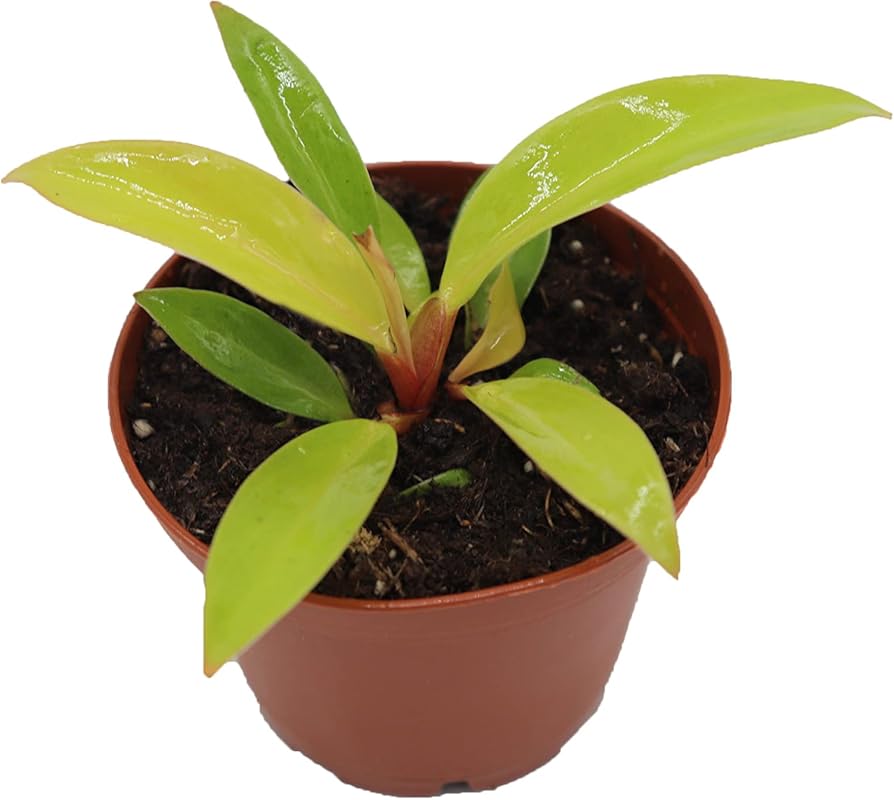 Philodendron Prince of Orange