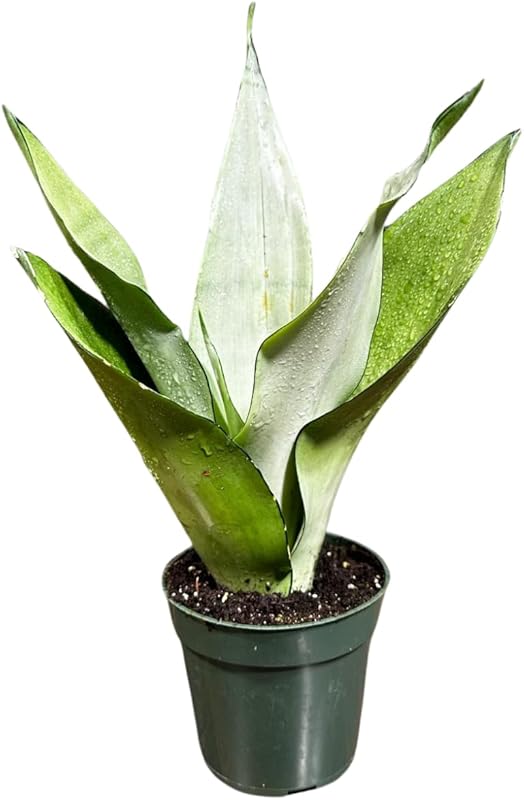 Sansevieria Snake Plant