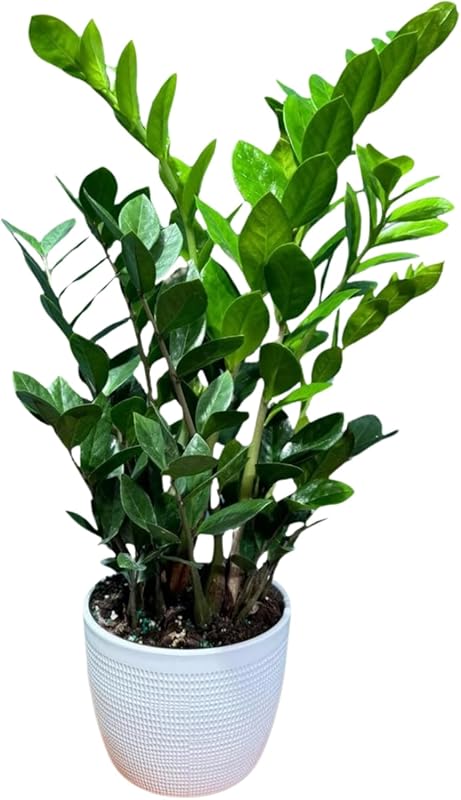 ZZ Plant
