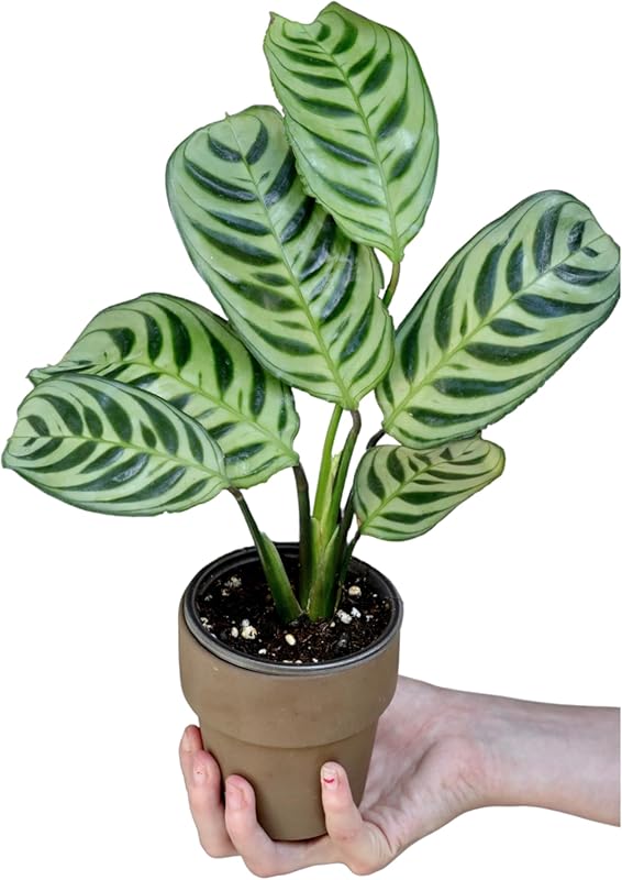 Calathea Burle Marx