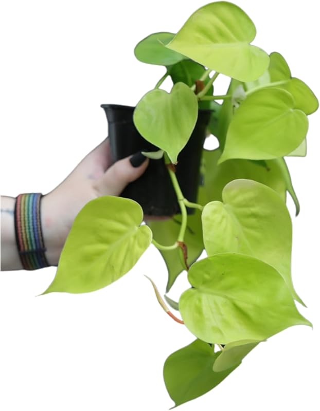 Lemon Lime Philodendron