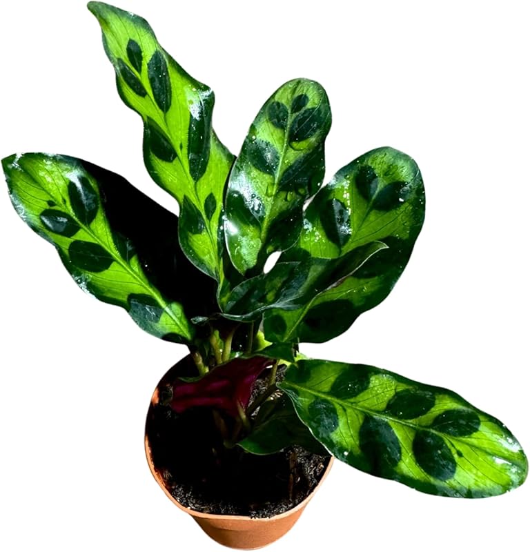 Rattlesnake Plant