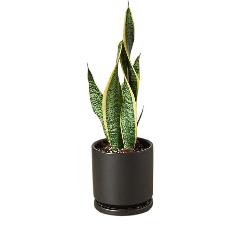 Snake Plant Laurentii