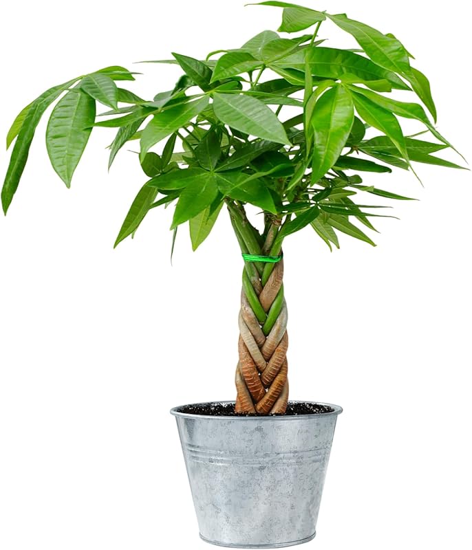 Money Tree Metal Pot