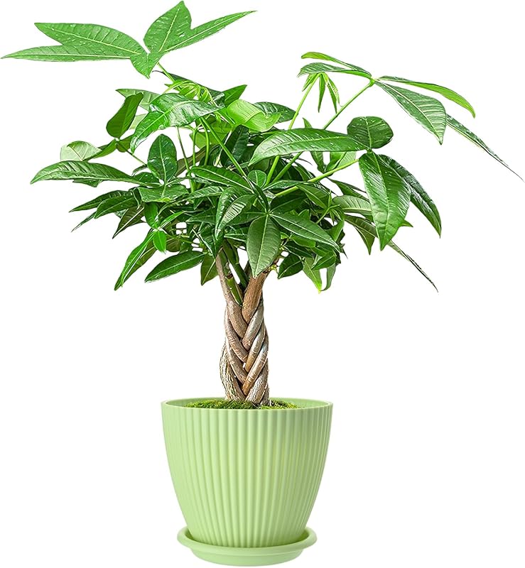 Live Money Tree