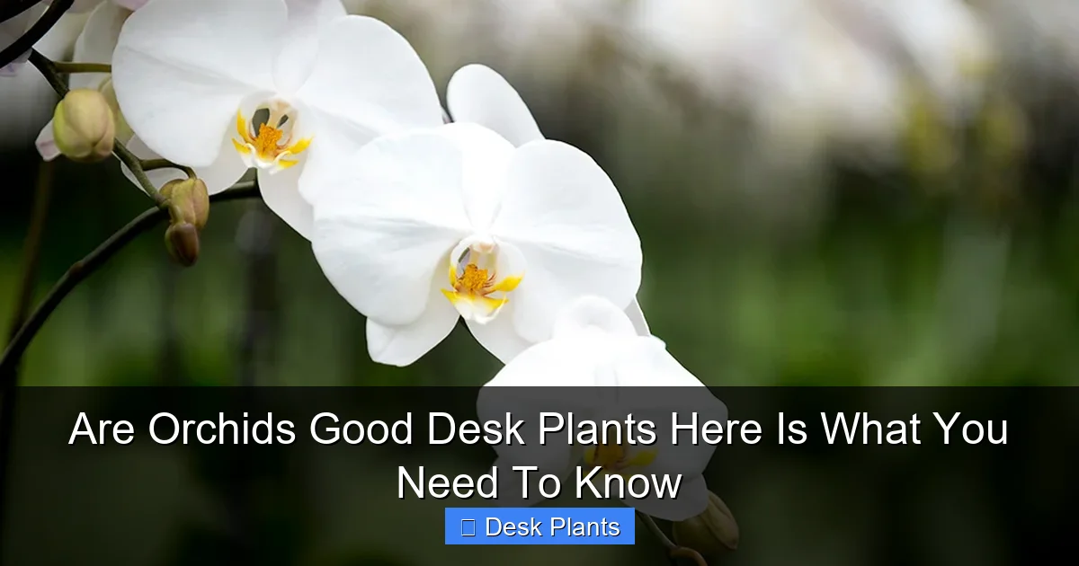 Are Orchids Good Desk Plants Here Is What You Need To Know