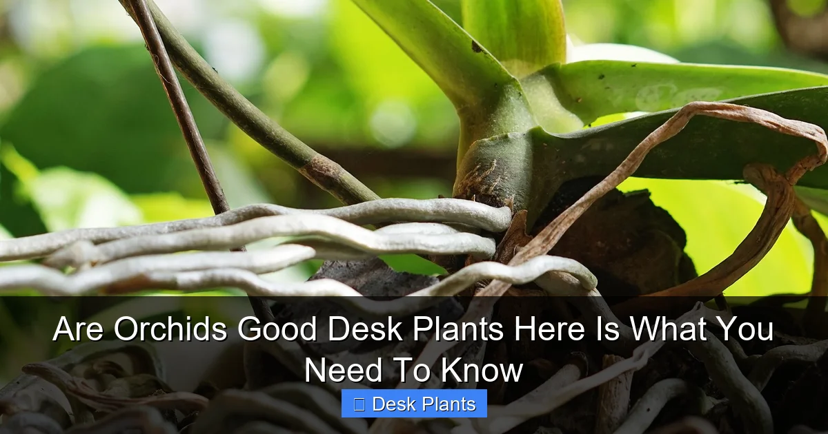 Are Orchids Good Desk Plants Here Is What You Need To Know