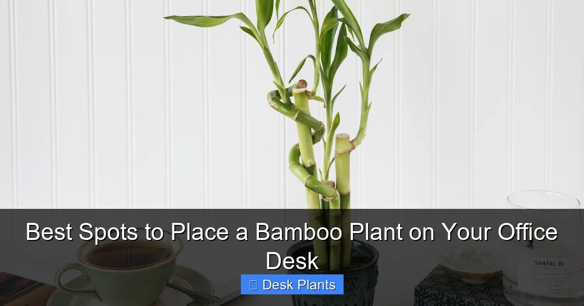 Best Spots to Place a Bamboo Plant on Your Office Desk