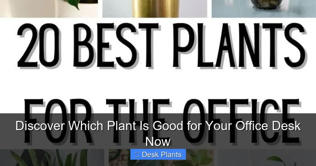 Discover Which Plant Is Good for Your Office Desk Now