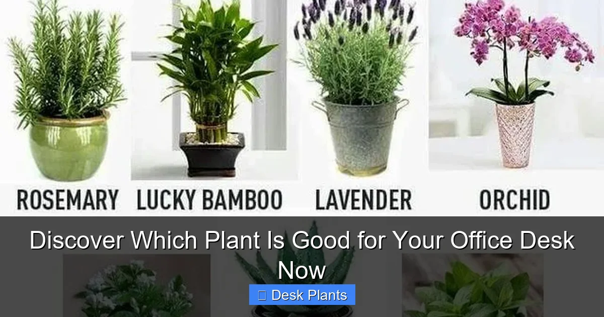 Discover Which Plant Is Good for Your Office Desk Now