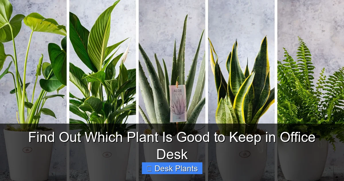Find Out Which Plant Is Good to Keep in Office Desk