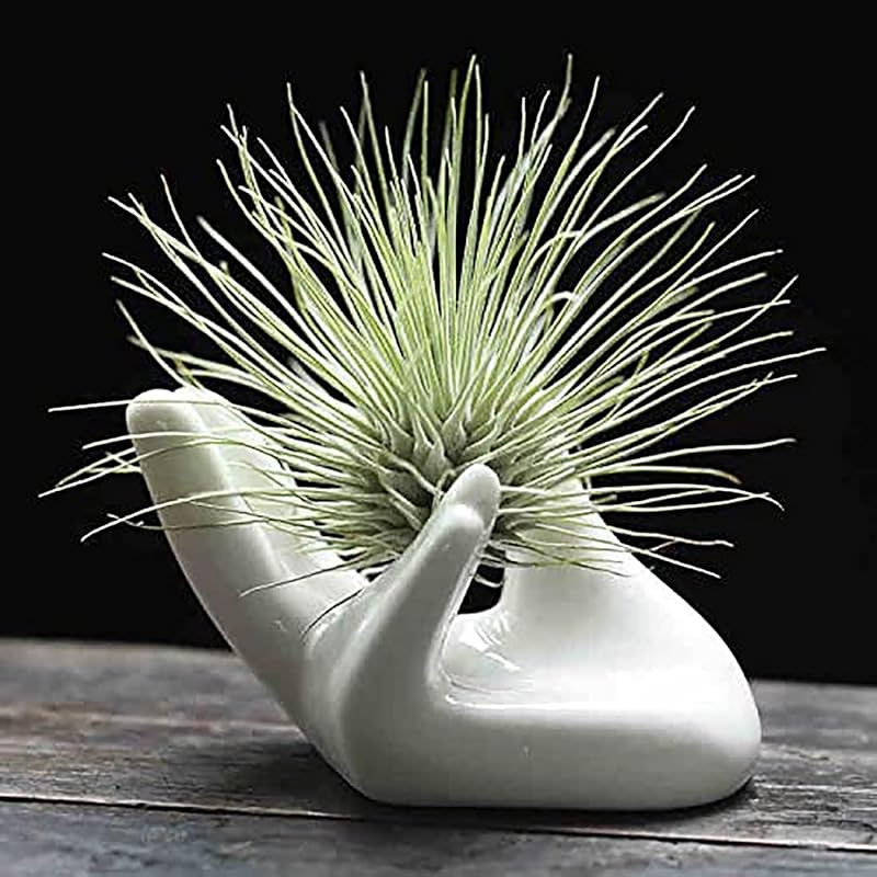 Cute Ceramic Mini Hand-Shaped Air Plant Holder for Desk and Shelf Deco