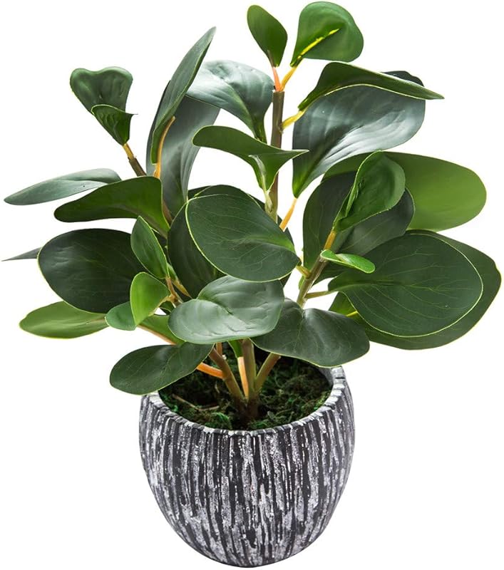 Realistic Fiddle Leaf Fig Plant in Rustic Black Cement Planter for Office Desk Decor