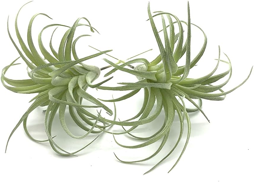 2 PCS Unpotted Faux Flocking Tillandsia Air Plants for Garden and Home