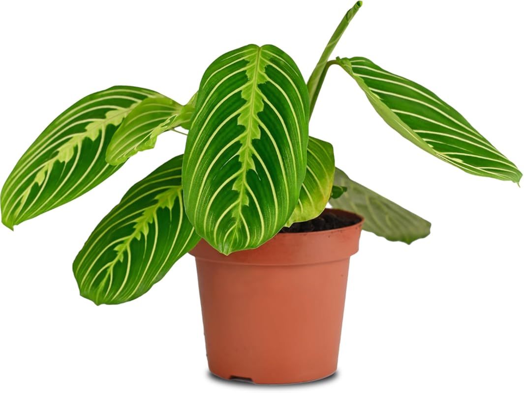 California Tropicals Lemon Lime Prayer Plant, Rare Live Houseplant in