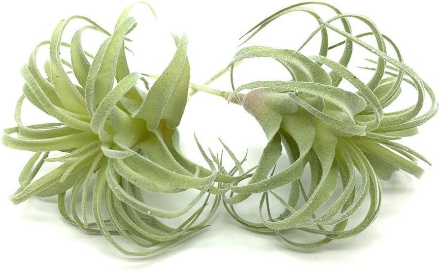 2 PCS Artificial Succulents Plants Real Touch Lifelike Succulants Plan