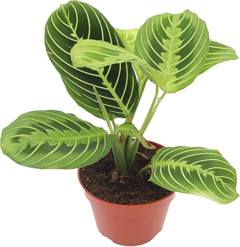 Lemon Lime Prayer Plant - Maranta - Rare House Plant for Indoor Garden