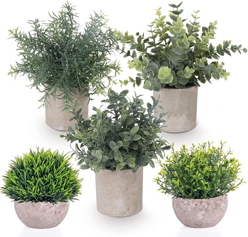 5 Pack Mini Potted Eucalyptus Plants for Indoor and Outdoor Shelf Deco