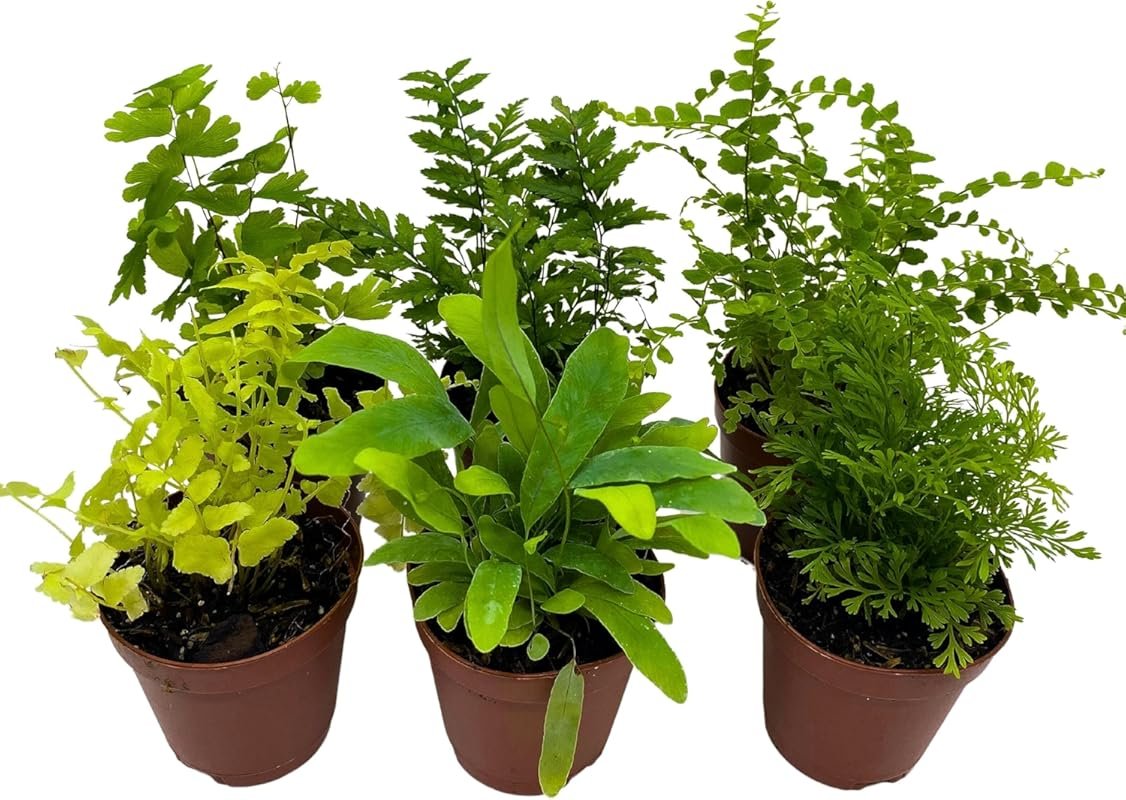 BubbleBlooms Fern Variety Assortment, 6 Different Ferns in 2 inch pots