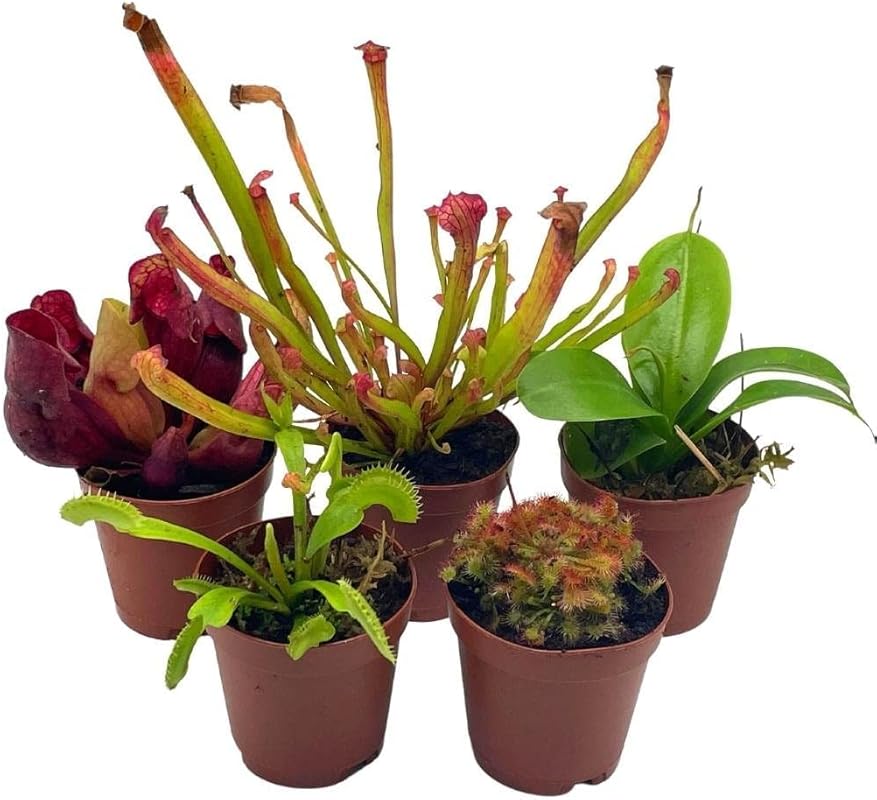 BubbleBlooms Carnivorous Plant Assortment Set, 5 Live Different Plants
