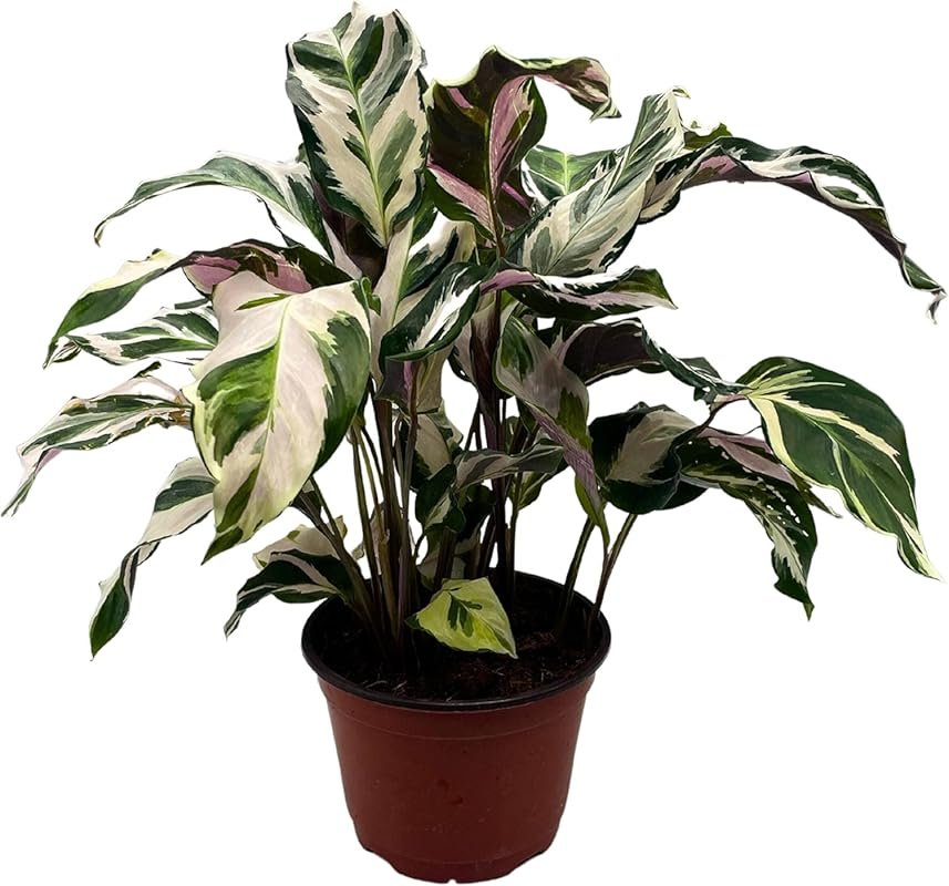 BubbleBlooms Calathea Stella in a 6 inch Pot Beautiful White Variegate