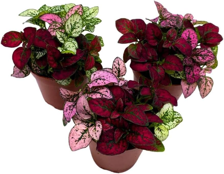 Tricolor Hypoestes - Set of 3 Polka Dot Plants in 2-Inch Pots