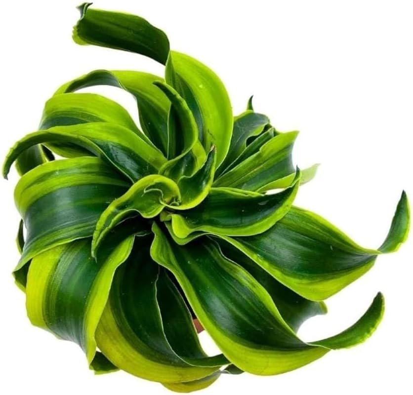 BubbleBlooms Dracaena Tornado 4 inch, Twisted Fragrans Rare Indoor Pla