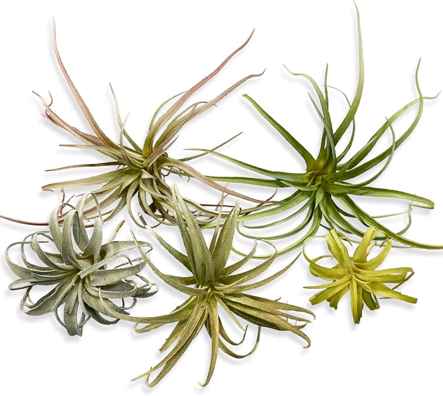 Large Realistic Faux Air Plants for Home Decor and DIY Gardens – 5 Pie
