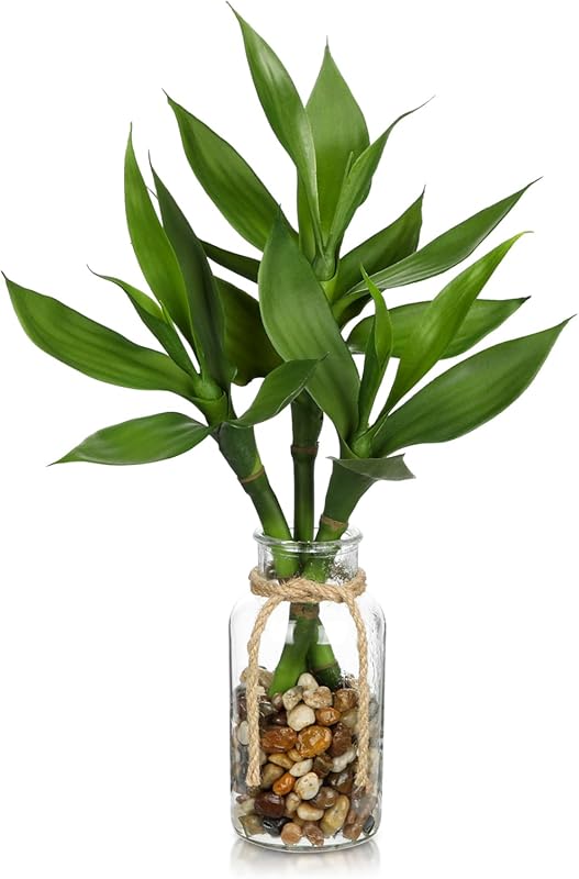 Artificial Lucky Bamboo Plant in Glass Vase for Desk and Indoor Decoration