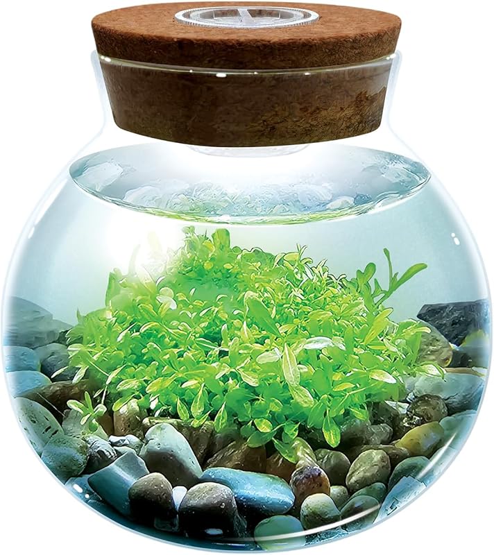 Create Your Own Aquascape Terrarium Starter Kit with LED Light and Sup