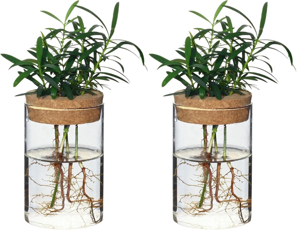 Separated Desktop Glass Flower Vases - Ideal Plants Propagation Statio