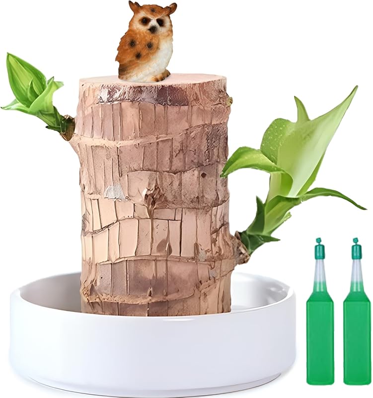 Brazilian Lucky Wood Plant with Owl Figurine - Desk Decor for Home and Office