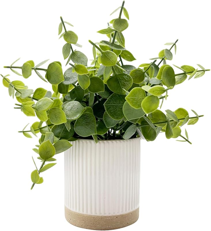 Small Eucalyptus Potted Plant in Ceramic Pot for Office Desk and Home 