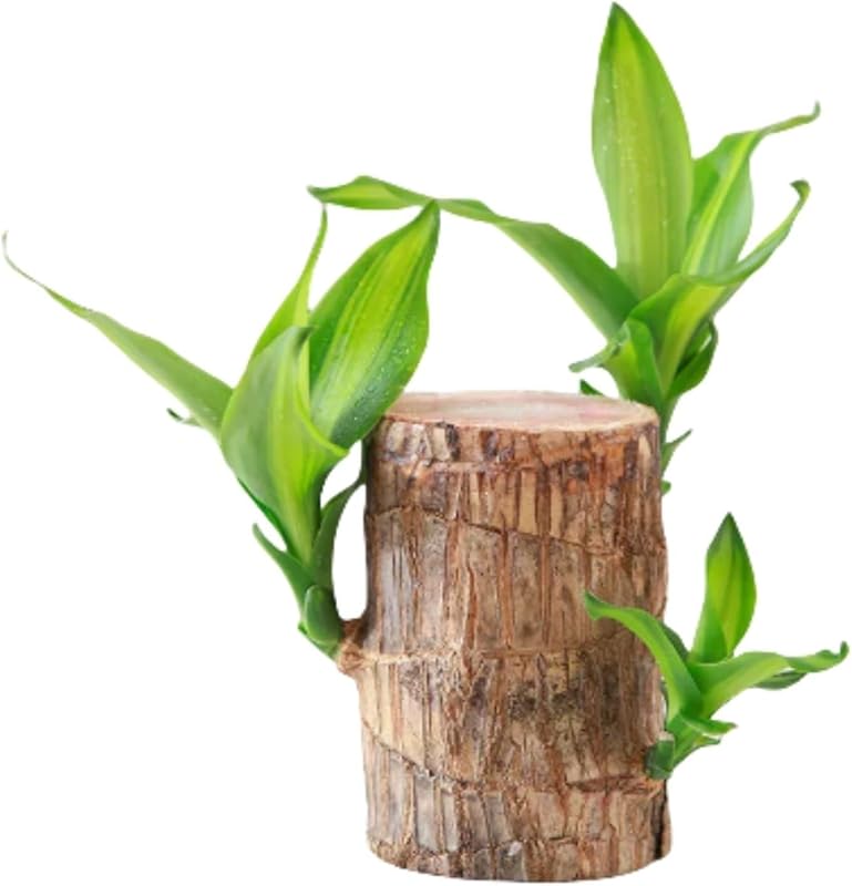 Brazilian Wood Plant,Brazilian Lucky Wood Plant for Home Office Desktop