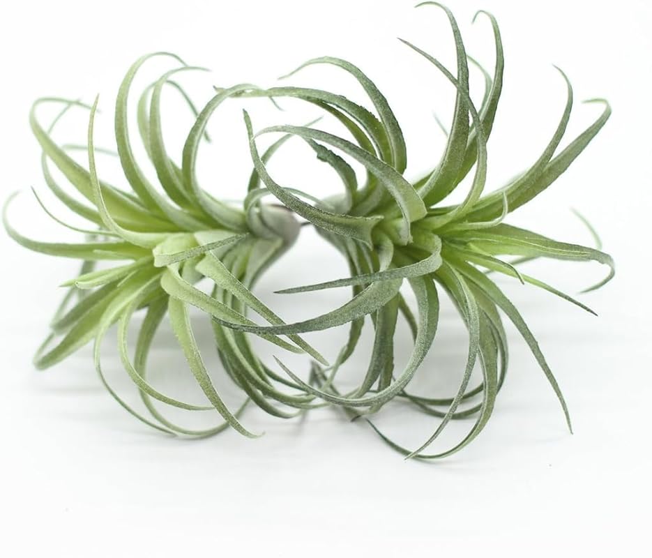 2 Pack Artificial Air Plants, Realistic Looking Faux Tillandsia Succul