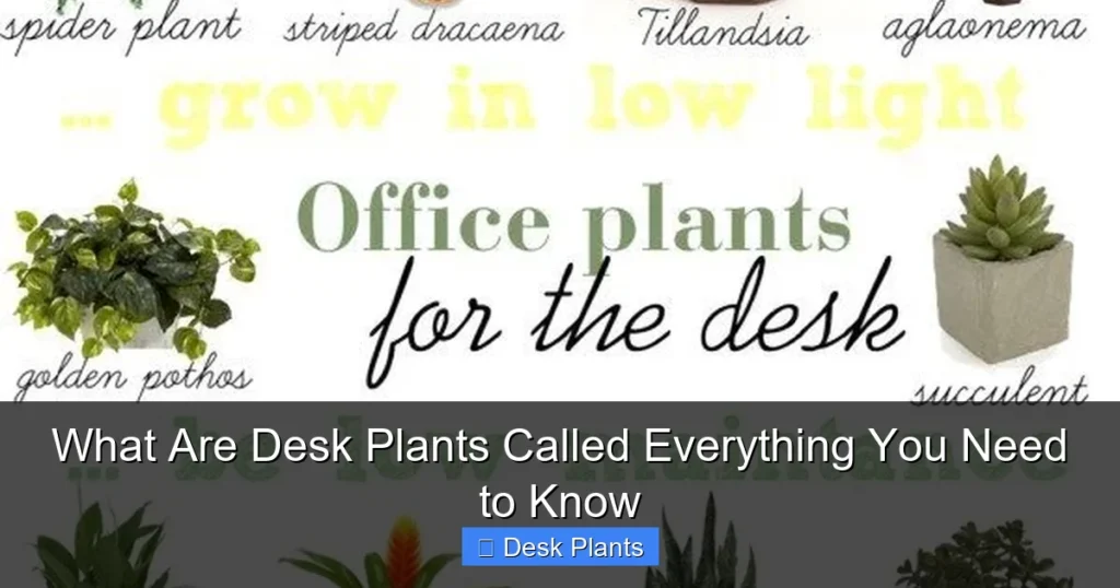 What Are Desk Plants Called Everything You Need to Know