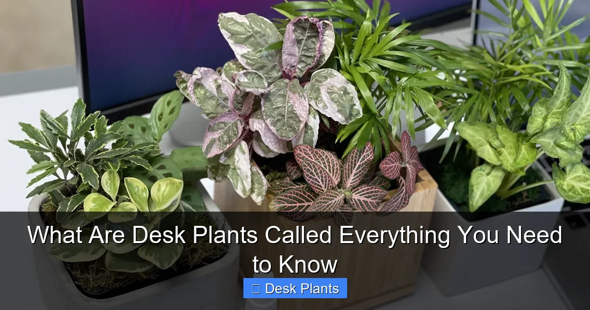 What Are Desk Plants Called Everything You Need to Know