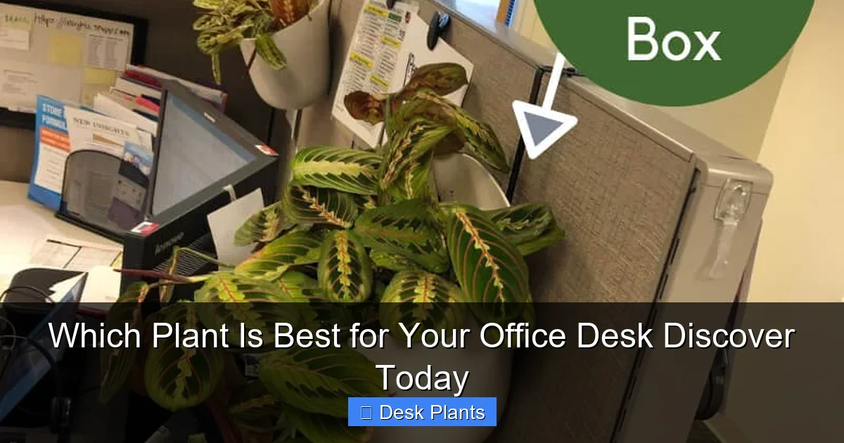 Which Plant Is Best for Your Office Desk Discover Today